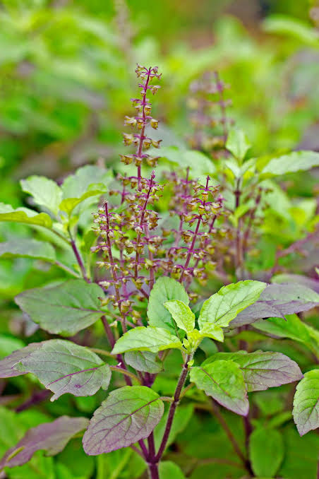 Tulsi leaves, used in Be Composed tea for stress balance and mental clarity
