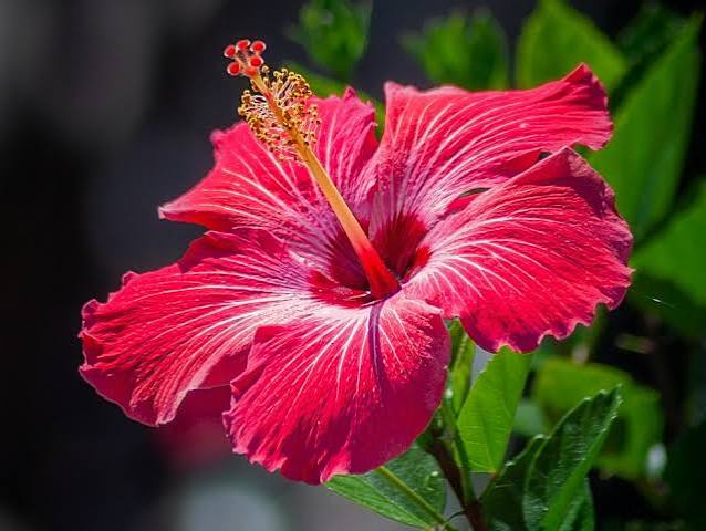 Hibiscus, used in Be Composed tea for cooling and antioxidant support
