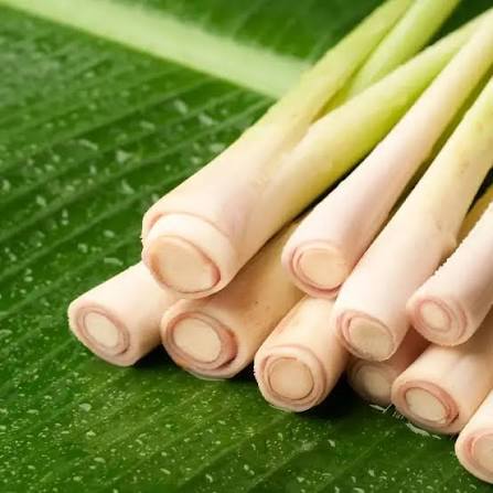 Organic lemongrass, used in Be Present tea for gut health and a refreshing finish