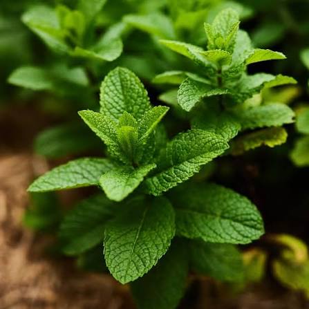 Organic mint leaves, used in Be Composed tea for immediate cooling and digestive ease