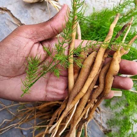 Shatavari root, the adaptogenic herb in Be Composed tea for cooling and hormonal balance