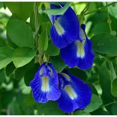 Dried organic blue pea flower, used in Be Present tea for calm and antioxidant support